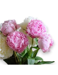 PEONIA  DREAM 2