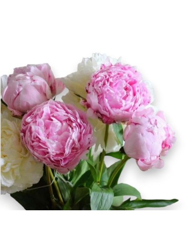 PEONIA  DREAM