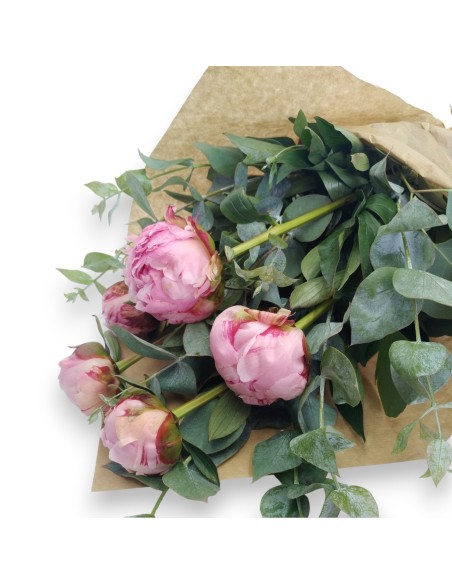 PEONIA  DREAM