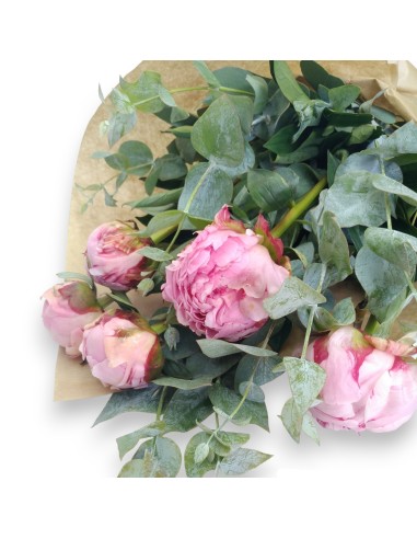 PEONIA  DREAM