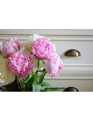 PEONIA  DREAM