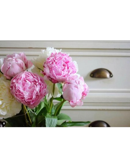 PEONIA  DREAM
