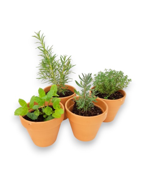 KIT PLANTACION AROMATICAS