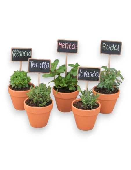 KIT PLANTACION AROMATICAS