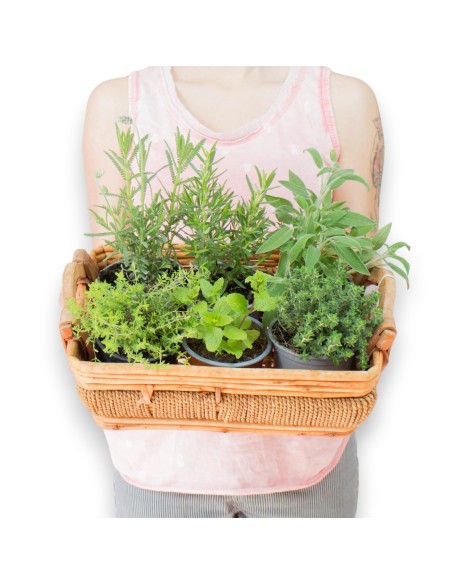 KIT PLANTACION AROMATICAS