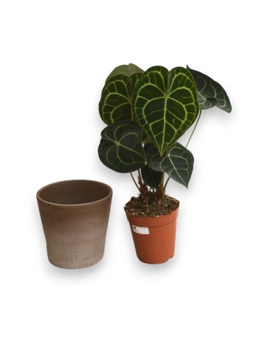 ANTHURIUM CLARINERVIUM