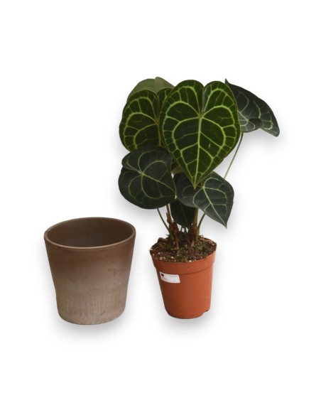 ANTHURIUM CLARINERVIUM