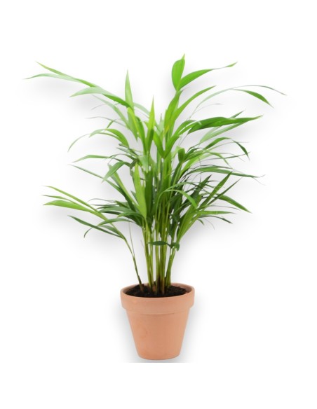 ARECA LUTESCENS 