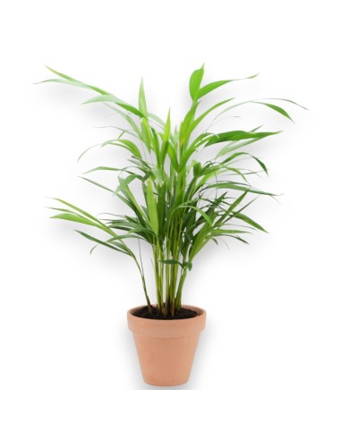 ARECA LUTESCENS 