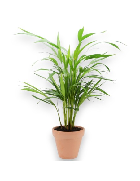 ARECA LUTESCENS 