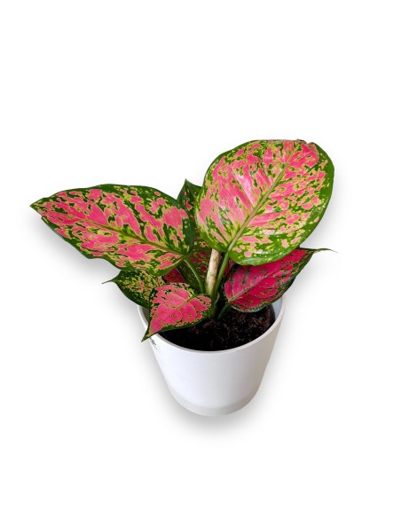 AGLAONEMA PINK STAR