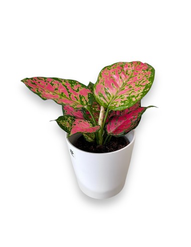 AGLAONEMA PINK STAR