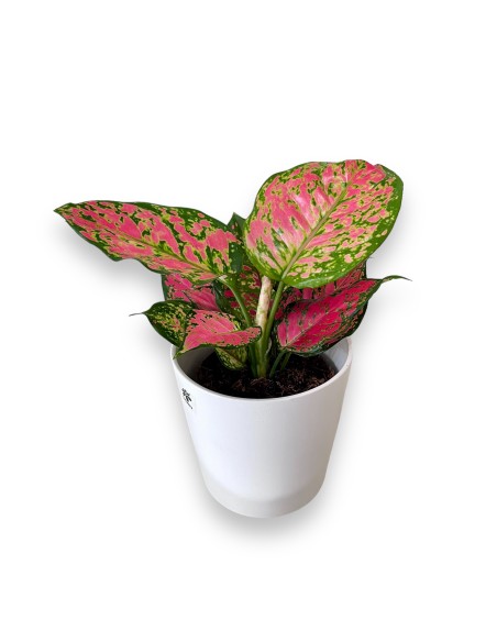 AGLAONEMA PINK STAR