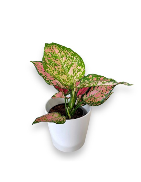 AGLAONEMA PINK STAR