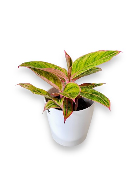 AGLAONEMA PINK STAR