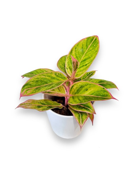 AGLAONEMA PINK STAR