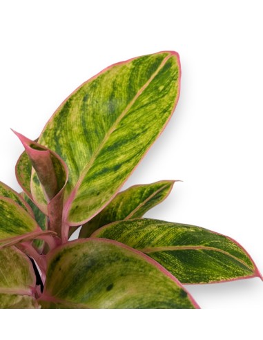 AGLAONEMA PINK STAR