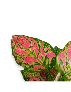 AGLAONEMA PINK STAR 2