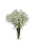 PACK PANICULATA