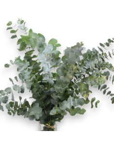 eucalipto usa natural