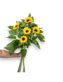 PACK GIRASOLES