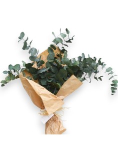 Comprar Eucaliptus Preservado. Envio 24h.