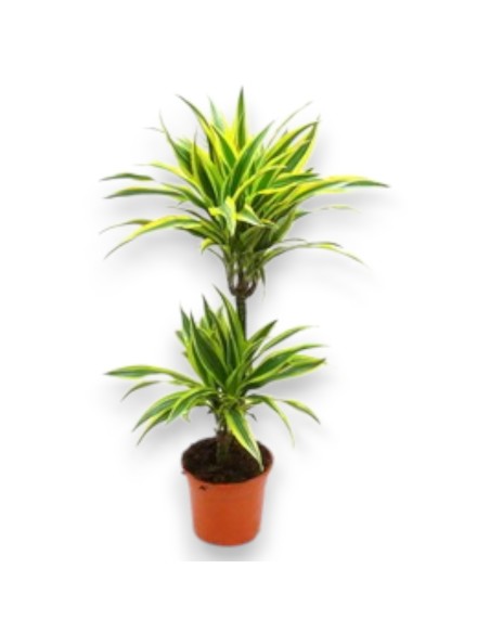 Comprar Dracaena Lemon. Comprar plantas online. Envio 24h.