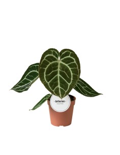 Comprar anthurium crhystallinum. Cuidados del anthurium crhystallinum.