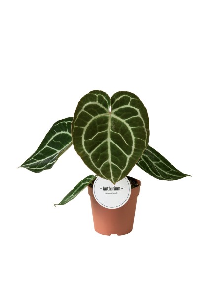 Comprar anthurium crhystallinum. Cuidados del anthurium crhystallinum.