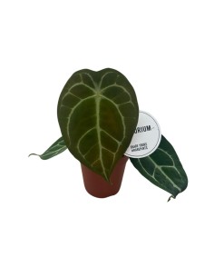 ANTHURIUM FORGETTI x NIGR (12)