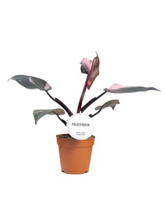 Comprar philodendro Burgundy Prince con envío a domicilio 24h.