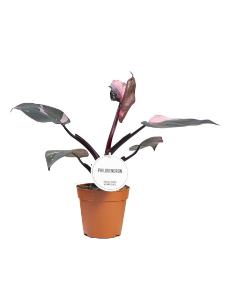 Comprar philodendro Burgundy Prince con envío a domicilio 24h.