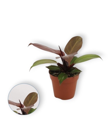 Comprar philodendro cherry red con envío a domicilio 24h.