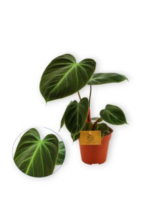 Comprar philodendro choco red con envío a domicilio 24h.