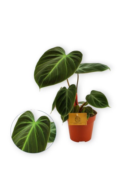 Comprar philodendro choco red con envío a domicilio 24h.