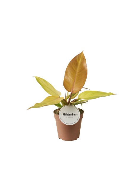 Comprar philodendro prince of orange con envío a domicilio 24h.