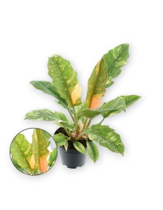 PHILODENDRO RING OF FIRE (12)