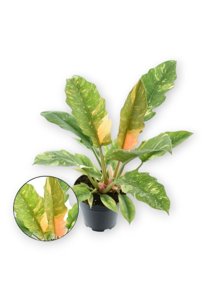 PHILODENDRO RING OF FIRE (12)