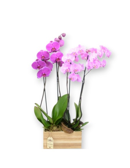 CESTO CON PHALEOPSIS