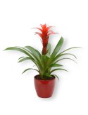 GUZMANIA