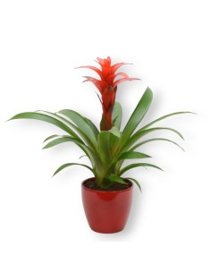 Comprar planta Guzmania con envio a domicilio 24h. Cuidados guzmania.