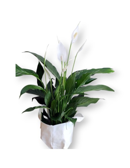 Planta Spathyphillum compra online. Envio a domicilio.