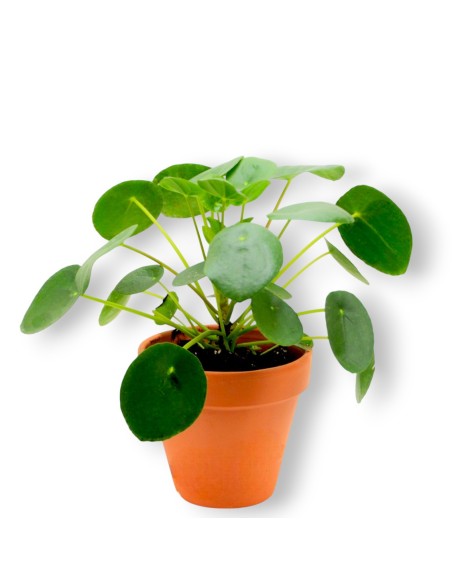 Comprar Pilea Peperomides con envio 24 horas.