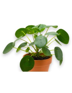 Comprar Pilea Peperomides con envio 24 horas. 2