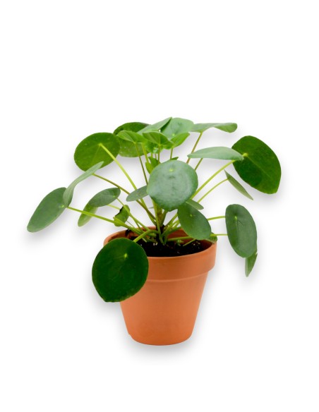 Comprar Pilea Peperomides con envio 24 horas.