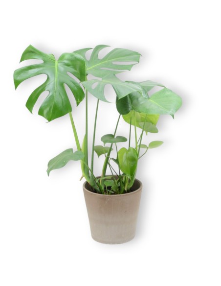 Compra online Monstera Deliciosa con envío a domicilio 24h.