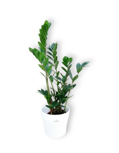 Planta de zamioculca para envios 24H.