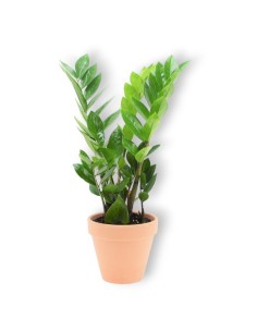 Planta de zamioculca para envios 24H.