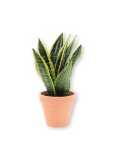 Comprar planta Sanseviera Futura superba. Envio de plantas 24h.