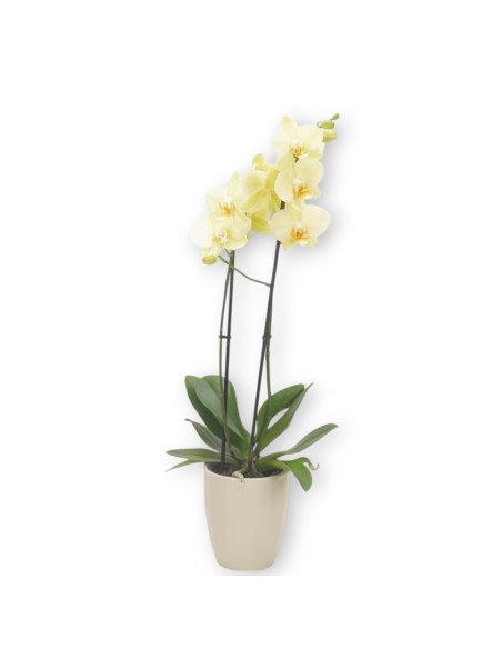 Comprar planta de orquidea Phalenopsis amarillo, con envío 24h